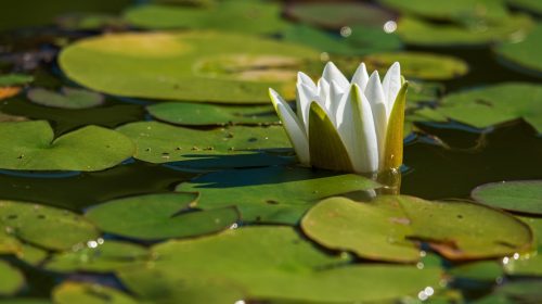 white-water-lily-gd24c705eb_1920